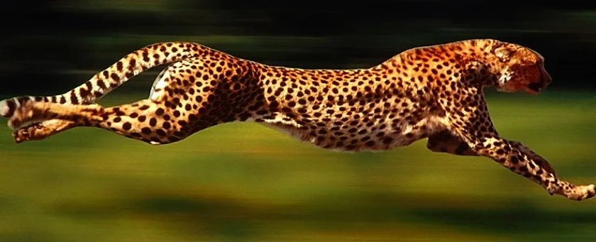 ASP.NET Core Response Optimization